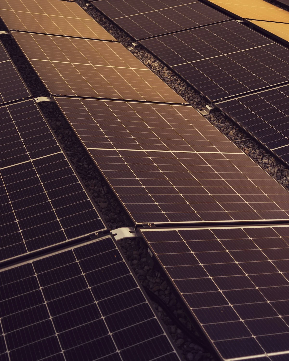 Rows of solar panels on a roof in warm light